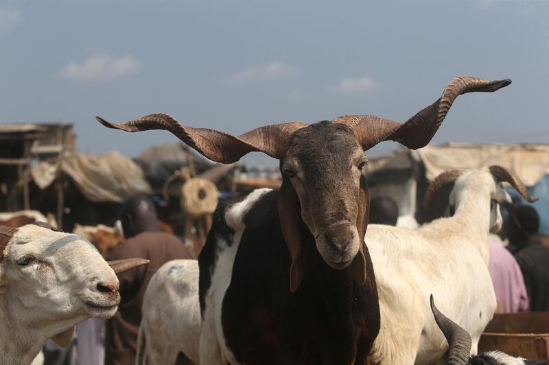A ram for sale is seen at Kara livestock market in Lagos, Nigeria. EPA