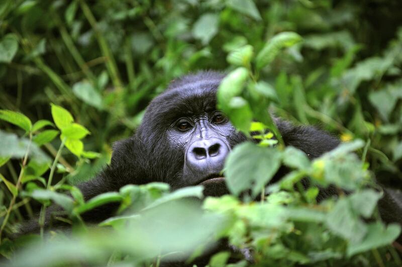 TO GO WITH AFP STORY BY DENIS BARNETT
A gorilla looks on while relaxing in a clearing on the slopes of Mount Mikeno in the Virunga National Park on November 28, 2008. The park is home to 200 of the world's last 700 mountain gorillas. Park director Emmanuel de Merode later described the discovery of five new-borns at the outset of a month-long census as "quite phenomenal", given that the endangered gorillas' habitat has long been a war zone.       AFP PHOTO/ ROBERTO SCHMIDT (Photo by ROBERTO SCHMIDT / AFP)