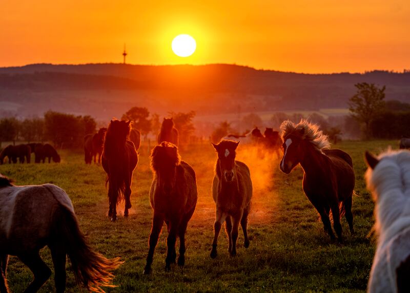 Icelandic horses frolic in their paddock at a stud farm in Wehrheim near Frankfurt, Germany. AP