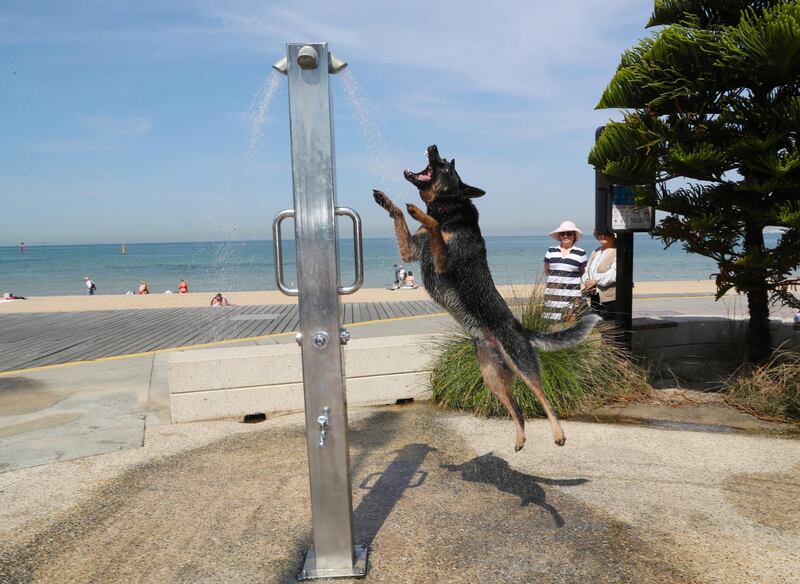 A dog cools off under a shower at St Kilda beach as a heatwave sweeps across the state of Victoria.  EPA