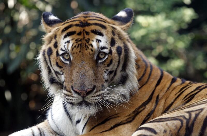 The World Wildlife Fund said on April 11, 2016 that after a century of decline, global wild tiger populations are rising for the first time since 1900. Rungroj Yongrit/EPA