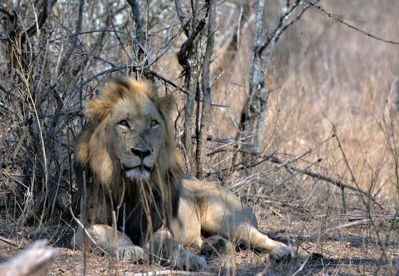 A lion is seen in the Kruger National Park, South Africa. AP Photo