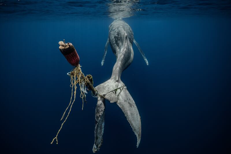 Hopeless by Alvaro Herrero Lopez, who won the Save our Seas Foundation Marine Conservation Photographer of the Year. Photo: UPY2023 / Alvaro Herrero Lopez