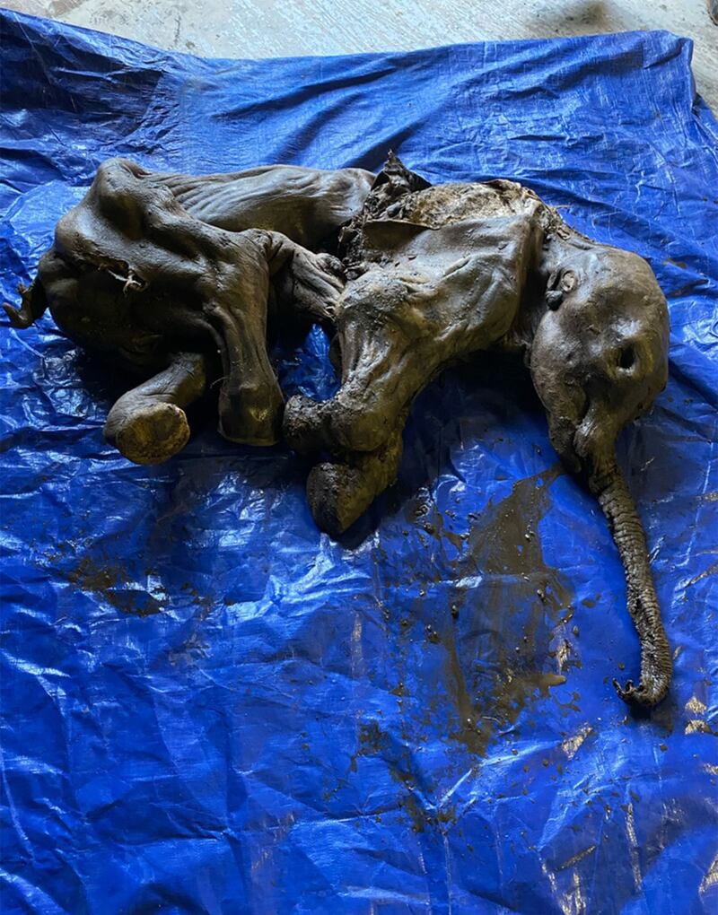 Miners in the Klondike gold fields of Canada's far north discovered the mummified remains of a baby woolly mammoth. Government of Yukon / AFP