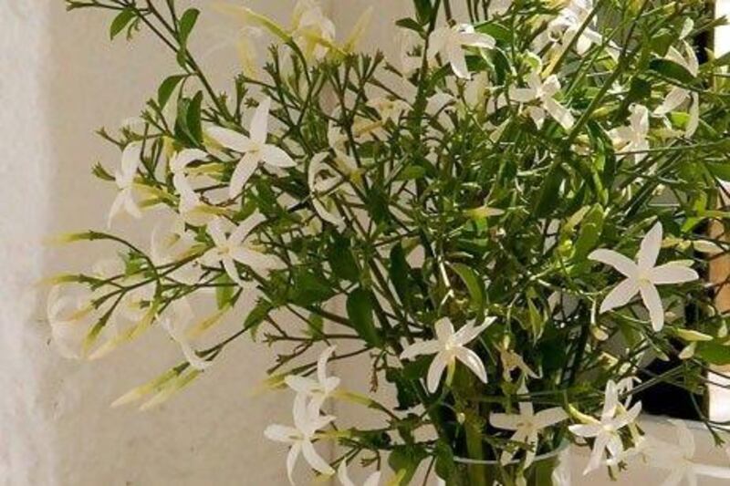 Sprigs of plants indoors echo the nearby olive grove as well as the hillsides of oleander, rosemary, lavender and other indigenous herbs. Julia Klimi / Gap Interiors