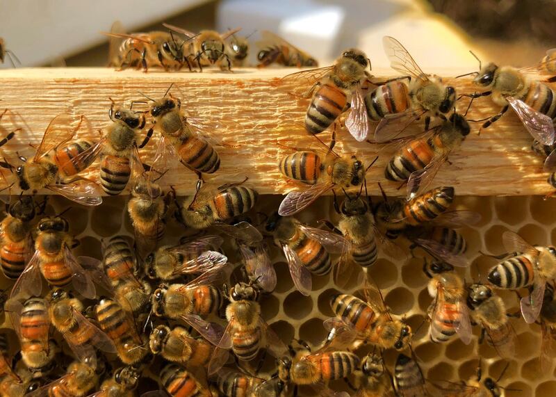 A bee hive at an apiary in Hatta. Courtesy Sustainable City Hives