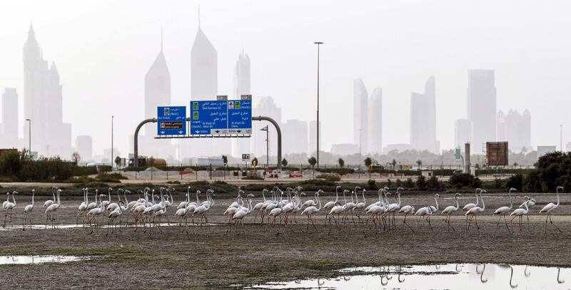 Pink flamingos feed in the mud flats at the Ras Al Khor Wildlife Sanctuary in Dubai, with the city skyline seen in the background.  AFP