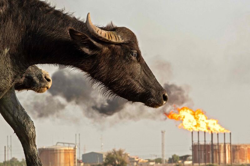 A water buffalo is pictured across from the Nahr Bin Omar oilfield in Iraq's southern province of Basra. AFP