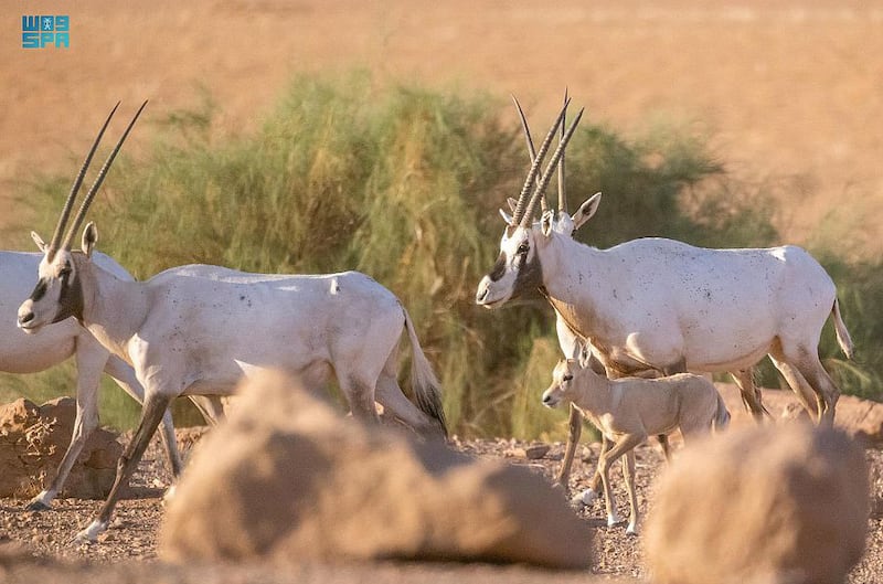 The Arabian oryx was successfully released back into the wild under the kingdom's programme to reintroduce endangered species back into their natural habitats.