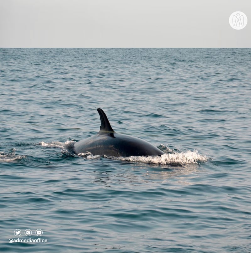 The sighting was hailed as a shining example of the emirate's marine biodiversity