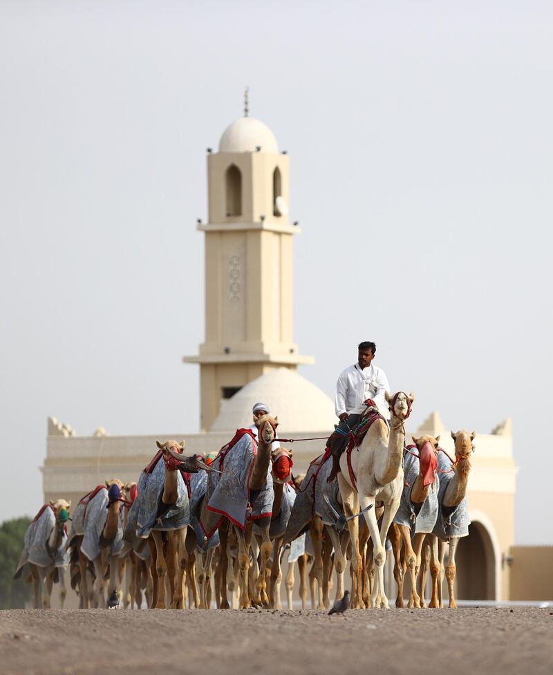 A camel handler walks his cattle past a mosque in Dubai on a Ramadan morning as Muslims in the UAE observe a month-long ritual of fasting and special prayers. Getty Images