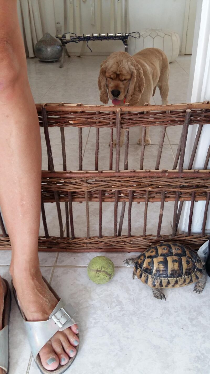 The tortoise I found wandering in the road. He adopted my neighbours and is now very happy