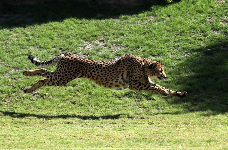 Al Ain, United Arab Emirates - Reporter: Patrick Ryan: A cheetah in the cheetah run. Press conference to announce new exhibits at zoo. Thursday, January 29th, 2020. Al Ain Zoo, Al Ain. Chris Whiteoak / The National
