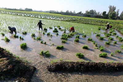 Egyptian farmers plant rice seedling in the fertile Delta in Tanta. EPA