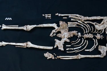 The skeleton of Little Foot in Sterkfontein, South Africa. A new study of the fossil cast light on human evolution. Reuters