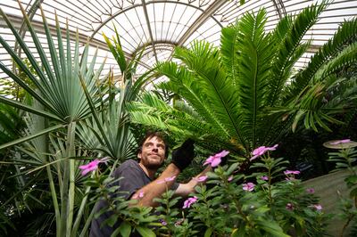 Botanical horticulturalist Will Spoelstra with Kew Garden's oldest plant: a prickly cycad (Encephalartos altensteinii). PA