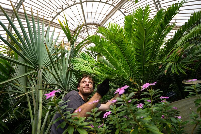 Kew Gardens in south-west London is celebrating another Guinness World Record title, as it now houses the largest living plant collection on Earth. Here, botanical horticulturalist Will Spoelstra tends to the gardens’ oldest plant, a prickly cycad (Encephalartos altensteinii) brought from South Africa in 1775. All photos: PA