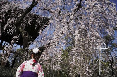A woman wearing a Japanese traditional clothing called "hakama" views the blooming the cherry blossoms overhead in Tokyo Thursday, March 22, 2018. The cherry blossom season marks the arrival of spring for the Japanese. (AP Photo/Eugene Hoshiko)
