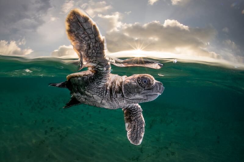 Third place in Ocean Photographer of the Year, Matty Smith: 'A hawksbill turtle hatchling just 3.5cm long and a few minutes old takes its first swim,' says Smith of his photo taken in Lissenung Island, Papua New Guinea. 'It had emerged from an egg just minutes earlier with approximately 100 of its siblings. They quickly made their way into the ocean to disperse as rapidly as they could and avoid predation from birds and fish. I had to work quickly for this shot.'