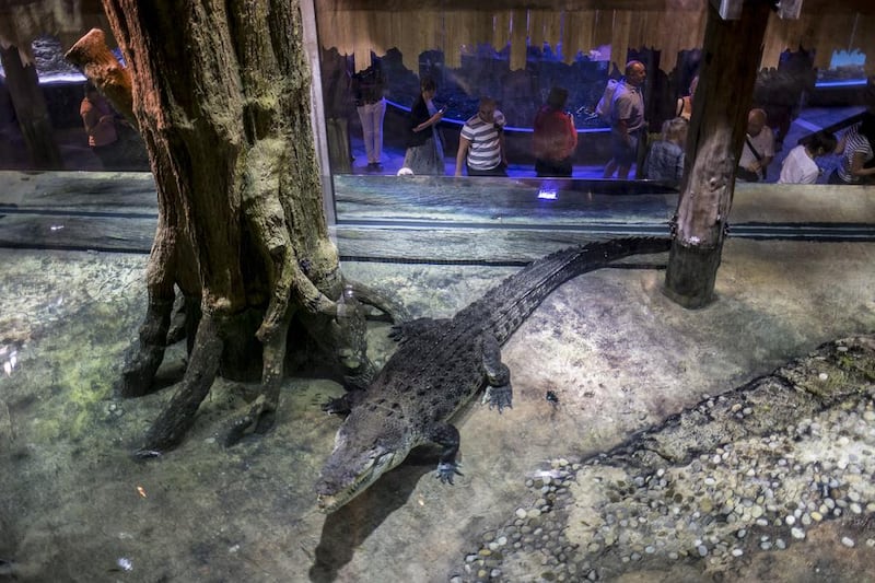 King Croc during a feeding session open to the public at the Dubai Aquarium and Underwater Zoo in Dubai Mall. Parisa Azadi for The National