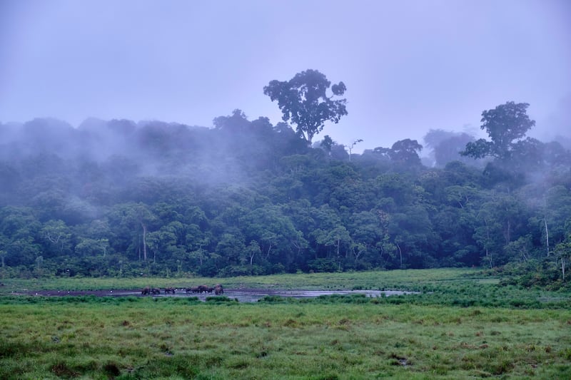 Almost 90 per cent of Gabon's surface is covered by forests, allowing for optimal carbon absorption. Getty 