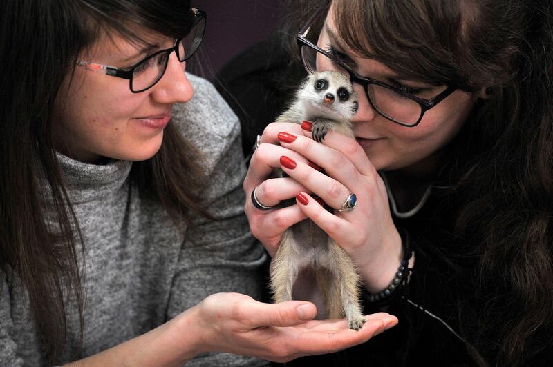 Zulu, the youngest meerkat of Budapest Zoo is nurtured by her caretaker Fruzsina Kiss (R) and her colleague Zita Fulop (L) in Fruzsina's home in Budapest, Hungary. The little more than one-month old pup is raised by zoo staff as youngsters of subordinate parents generally stand a bleak chance of survival in the meetkat clans, which are highly hierarchical, and mostly their dominant couple reproduce.  EPA