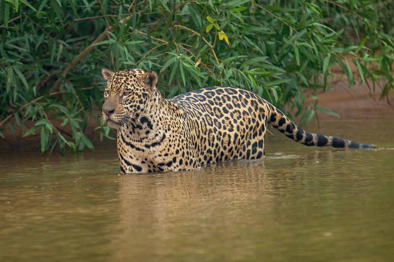 Numerous jaguar, the largest feline on the American continent, are currently moving towards one corner of the Encontro das Aguas State Park, fleeing the fires that have destroyed 17 percent of the Pantanal, the largest wetland in the world. EPA