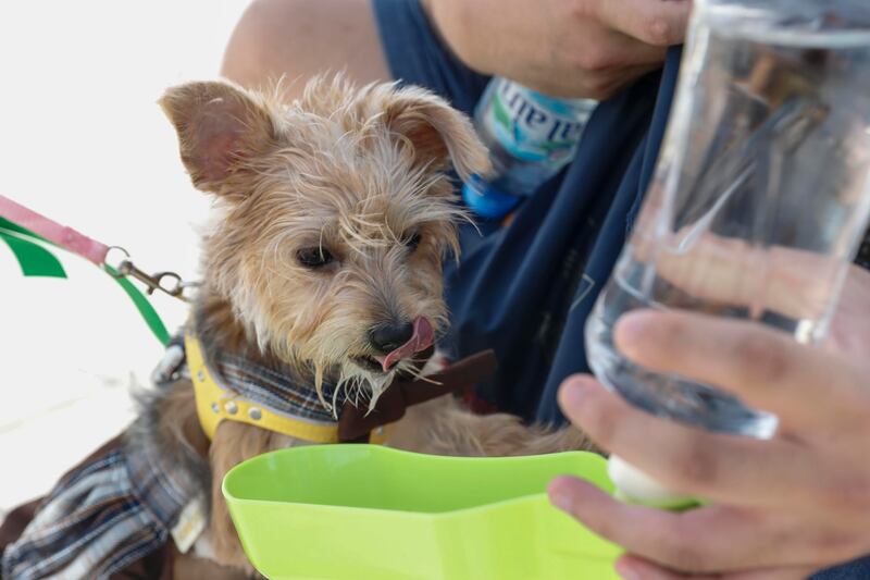A small dog enjoys some water.