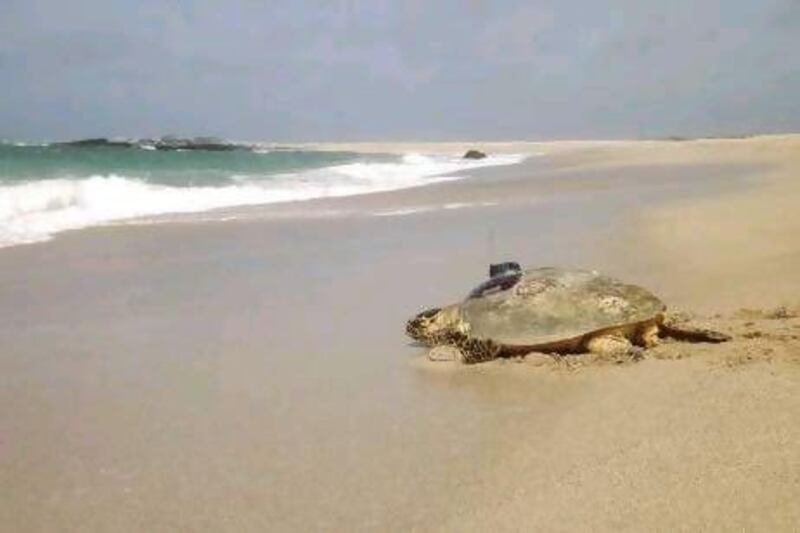A Hawksbill turtle with a satellite tracking device leaves Masirah island in Oman after laying her eggs.