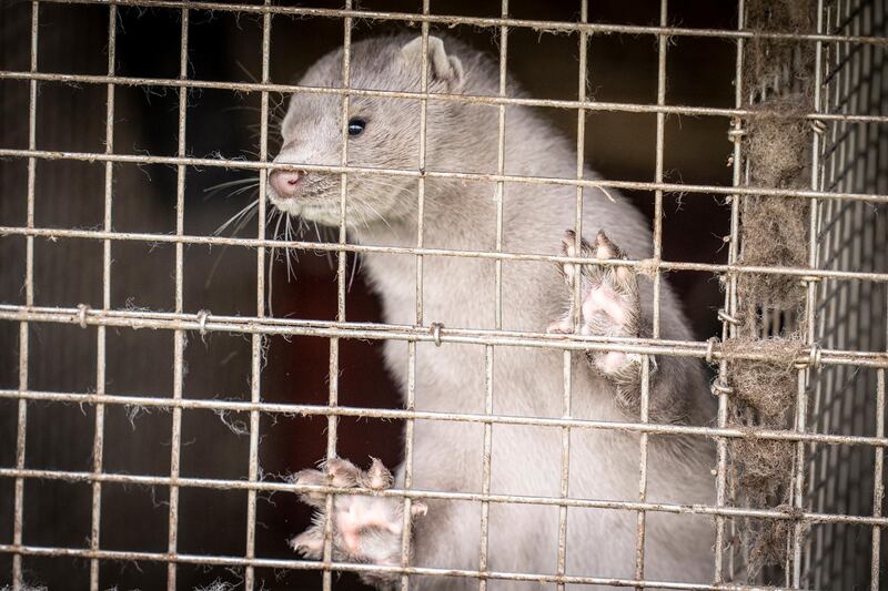 A minks at a fur farm in Gjoel in North Jutland, Denmark. EPA