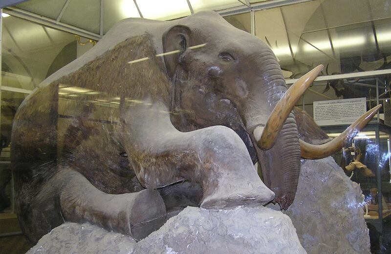 A model of the Berezovka mammoth partially covered by its skin at the Museum of Zoology in St Petersburg, Russia. Photo: Andrew Butko