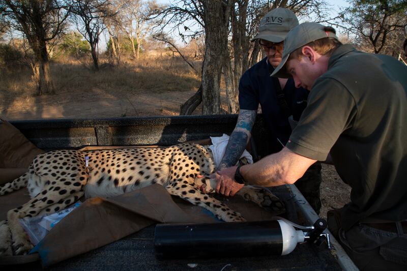 A tranquilised cheetah is attended to on the back of a vehicle after being darted at a reserve near Bella Bella, South Africa.