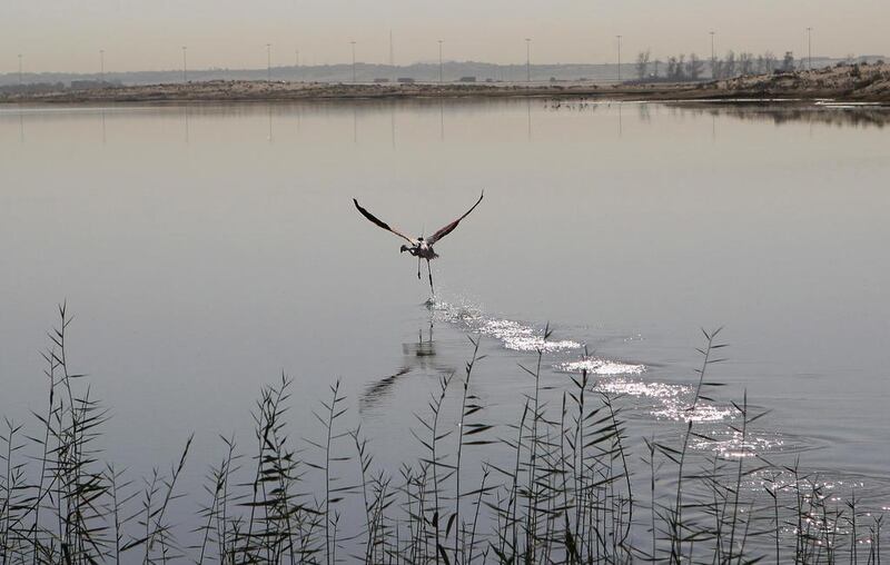 Al Wathba Wetland, in Abu Dhabi emirate, which is one of four nature reserves to be formally recognised with Royal decrees. Ravindranath K / The National