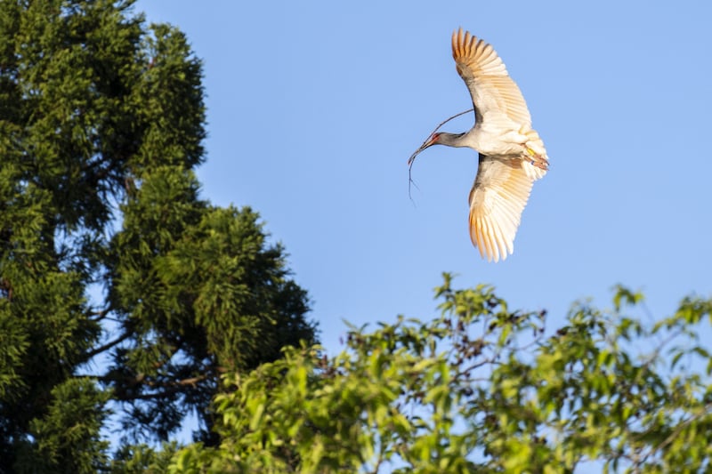 Sado, Japan's population of wild toki has gone from zero to nearly 500. AFP