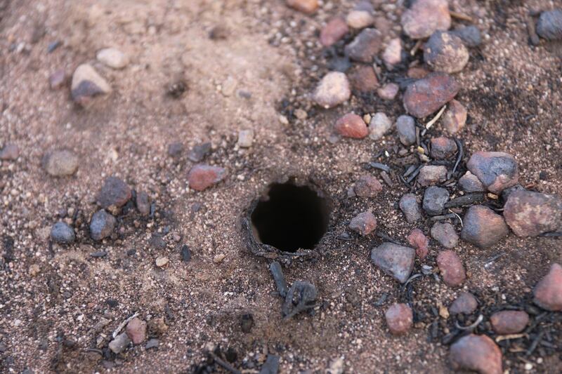 Trapdoor spider burrows after the bushfires in the Stirling Ranges. Courtesy: Leanda Mason