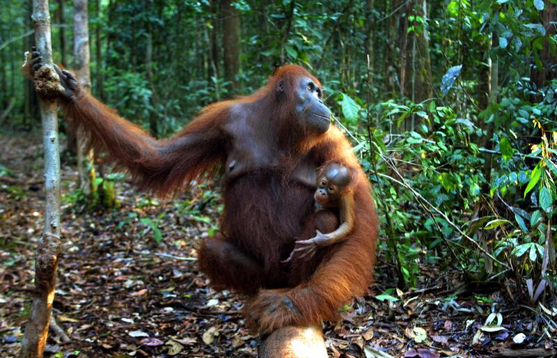 The Bornean orangutan. A grant from the MBZ Fund aids efforts to help their conservation.  Photo: Mohamed bin Zayed Species Conservation Fund