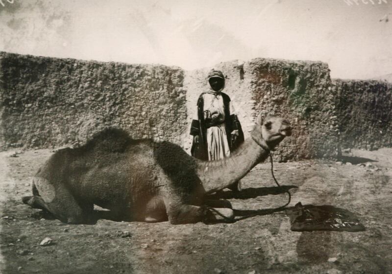 Abu Dhabi, UAE - May 18, 2009 - Camel fed with dates and small dried fish, between Hufuf and Doha - hermann Burchardt -1904. Part of Zayed University exhibit of historical photographs. (Nicole Hill / The National) *** Local Caption ***  NH Zayed03.jpgNH Zayed03.jpgNH Zayed03.jpg