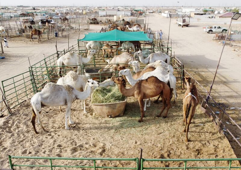 Camels in enclosures at the market in the Erhaiya desert area of Kuwait. AFP