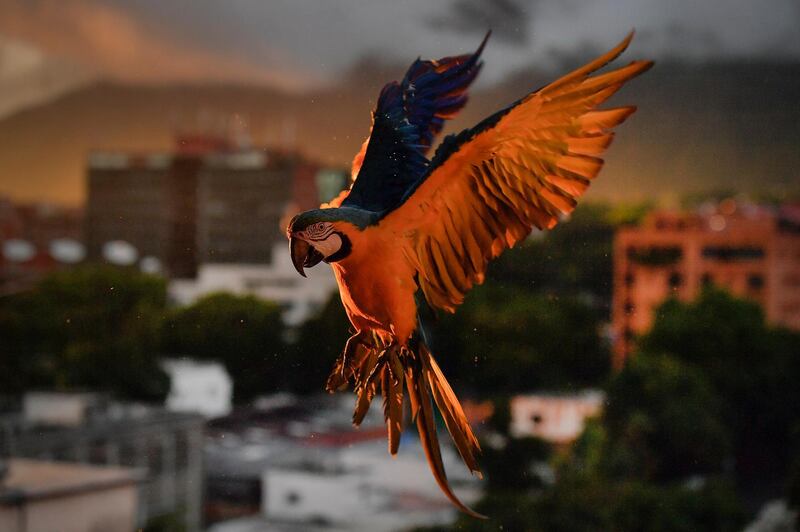 A macaw looks to land on an antenna for food, in Caracas, Venezuela. AP Photo