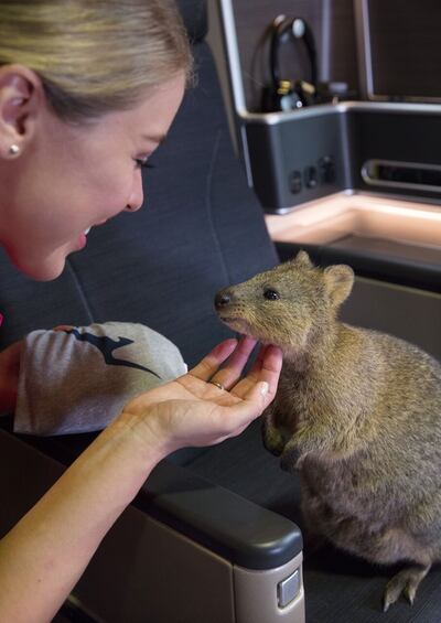 A quokkas, a marsupial unique to Western Australia. One of Qantas's Boeing Dreamliners is named after the creature. Photo: Qantas