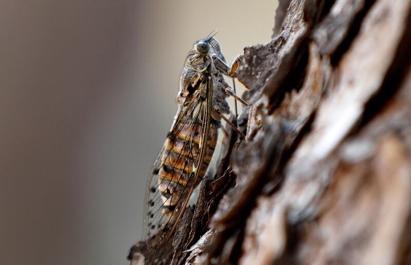 A cicada rests on a pine tree during the heat of summer in Valbonne, south of France.  EPA