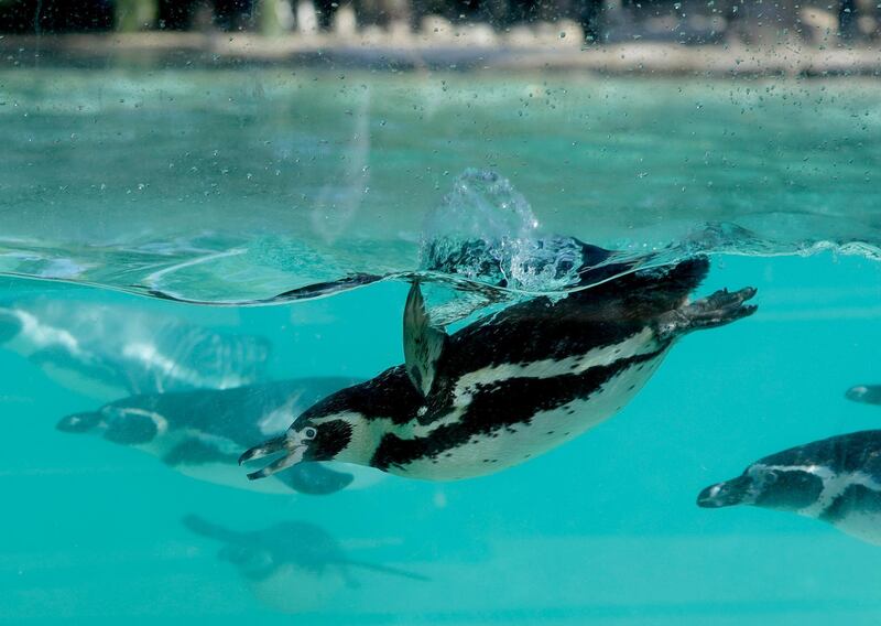 Humboldt penguins swim under water during the Zoo's annual weigh-in, in London.  AP