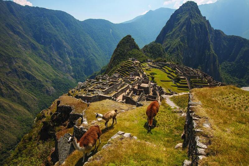 Alpacas pick their way round the mountainside above Machu Picchu, Peru. The Incan site is at an altitude of 2,430 metres and spans 13 square kilometres. Colin Monteath / Hedgehog House / Minden Pictures / Corbis