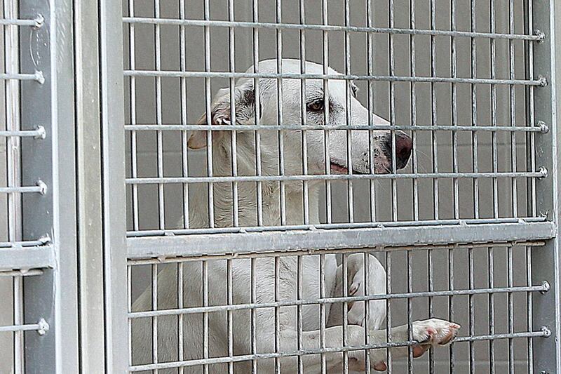 Animal rights campaigners say the UAE should get tough against pet shops selling cats and dogs bred in puppy mills. Satish Kumar / The National