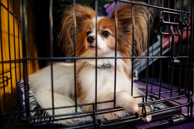 Ready to go: A dog sits in a cage ahead of the Masters Agility Championship on February 8, 2020. Reuters