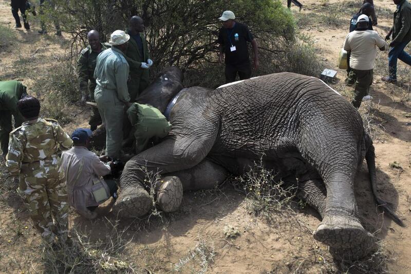Vets and rangers of the Kenya Wildlife Service  work to put a GPS-tracking collar on a tranquilised wild elephant during an elephant-collaring operation near Kajiado, southern Kenya, in a bid to stop poachers. Dai Kurokawa / EPA March 11, 2014