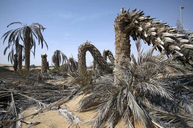 An abandoned date farm near Liwa in the Western Region after an infestation of date palm weevil five years ago ravaged the plantation. Andrew Henderson / The National