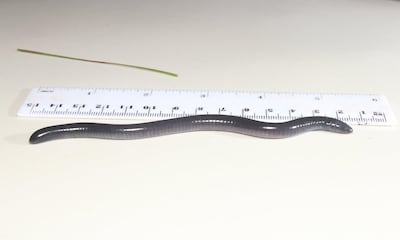 The 10cm-long amphibian 'Dermophis donaldtrumpi'