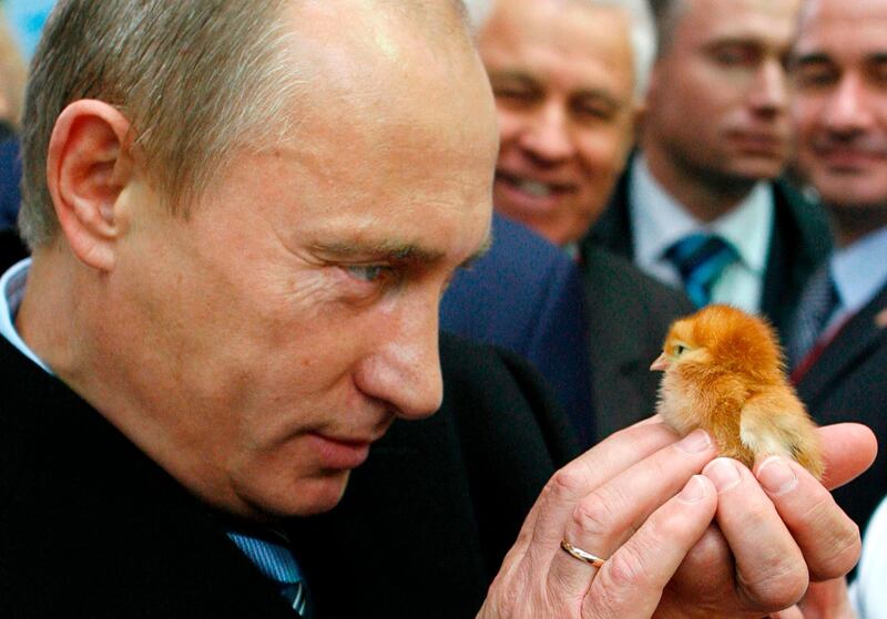 Putin holds a chick as he visits the Golden Autumn agro-industrial exhibition in Moscow on October 11, 2008. AFP