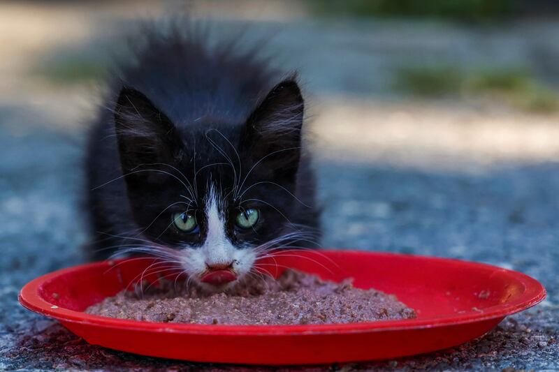 Feline infectious peritonitis is wreaking havoc on the cat population of Cyprus. AFP